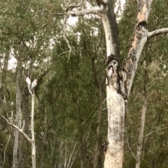 Eolophus roseicapilla at Bruce, ACT - 2 Sep 2022