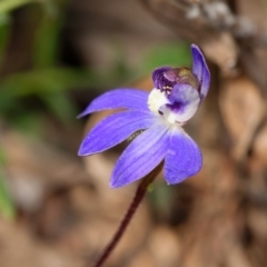 Cyanicula caerulea (Blue Fingers, Blue Fairies) at Point 5815 - 2 Sep 2022 by RobertD