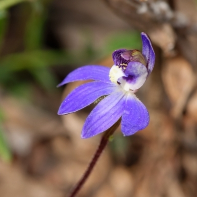 Cyanicula caerulea (Blue Fingers, Blue Fairies) at Black Mountain - 2 Sep 2022 by RobertD