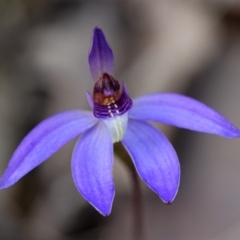 Cyanicula caerulea (Blue Fingers, Blue Fairies) at Black Mountain - 2 Sep 2022 by RobertD