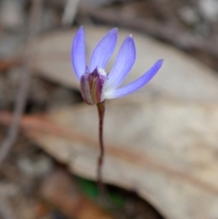 Cyanicula caerulea (Blue Fingers, Blue Fairies) at Black Mountain - 2 Sep 2022 by RobertD