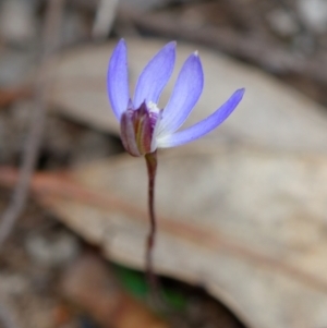 Cyanicula caerulea at Bruce, ACT - 2 Sep 2022