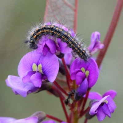 Nyctemera amicus (Senecio Moth, Magpie Moth, Cineraria Moth) at Acton, ACT - 2 Sep 2022 by RobertD