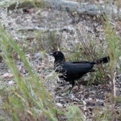 Corcorax melanorhamphos (White-winged Chough) at Bruce, ACT - 2 Sep 2022 by RobertD
