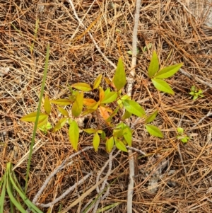 Nandina domestica at Isaacs, ACT - 2 Sep 2022