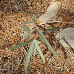 Brachychiton populneus subsp. populneus (Kurrajong) at Isaacs, ACT - 2 Sep 2022 by Mike