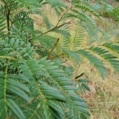 Acacia elata at Isaacs, ACT - 2 Sep 2022 02:54 PM