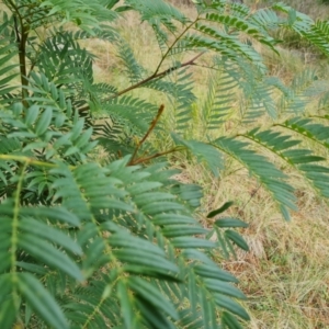 Acacia elata at Isaacs, ACT - 2 Sep 2022 02:54 PM