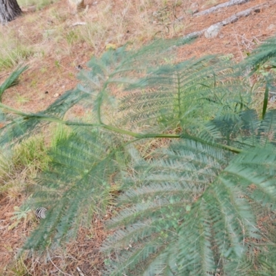 Acacia decurrens (Green Wattle) at Isaacs Ridge and Nearby - 2 Sep 2022 by Mike