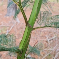 Acacia decurrens at Isaacs, ACT - 2 Sep 2022