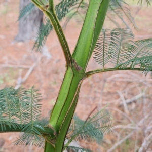 Acacia decurrens at Isaacs, ACT - 2 Sep 2022