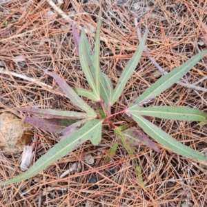 Brachychiton populneus subsp. populneus at Isaacs, ACT - 2 Sep 2022