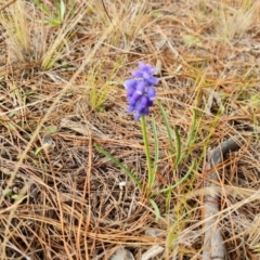 Muscari armeniacum (Grape Hyacinth) at Isaacs Ridge and Nearby - 2 Sep 2022 by Mike