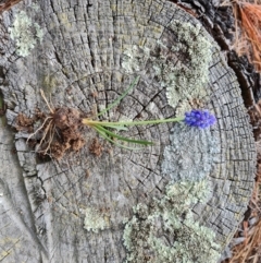 Muscari armeniacum at Isaacs, ACT - 2 Sep 2022 03:05 PM