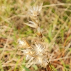 Rytidosperma laeve (Bare-backed Wallaby Grass) at Isaacs, ACT - 5 Sep 2022 by Mike
