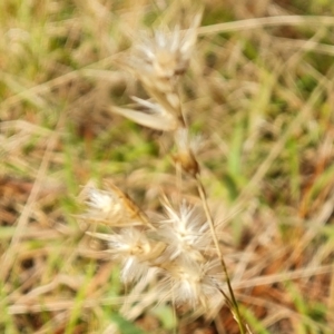 Rytidosperma laeve at Isaacs, ACT - 5 Sep 2022 01:52 PM