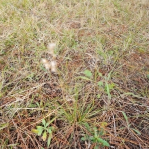 Rytidosperma laeve at Isaacs, ACT - 5 Sep 2022 01:52 PM