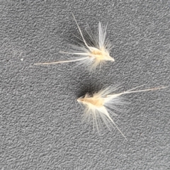 Rytidosperma laeve at Isaacs, ACT - 5 Sep 2022 01:52 PM