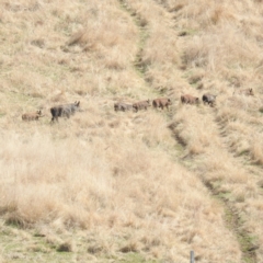 Sus scrofa (Pig (feral)) at Lions Youth Haven - Westwood Farm A.C.T. - 2 Sep 2022 by HelenCross