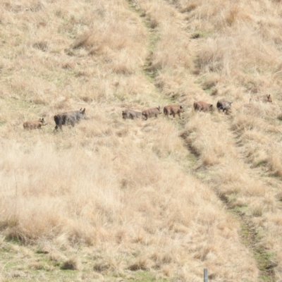 Sus scrofa (Pig (feral)) at Lions Youth Haven - Westwood Farm - 2 Sep 2022 by HelenCross