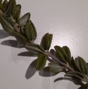 Oxylobium ellipticum at Rendezvous Creek, ACT - 2 Sep 2022