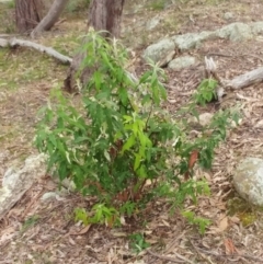 Olearia lirata at Molonglo Valley, ACT - 31 Aug 2022