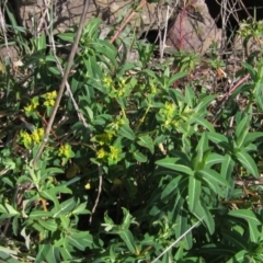 Euphorbia oblongata (Egg-leaf Spurge) at Latham, ACT - 5 Aug 2022 by pinnaCLE