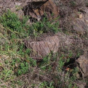 Euphorbia oblongata at Latham, ACT - 5 Aug 2022