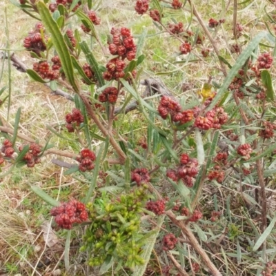 Dodonaea viscosa (Hop Bush) at Molonglo Valley, ACT - 31 Aug 2022 by sangio7