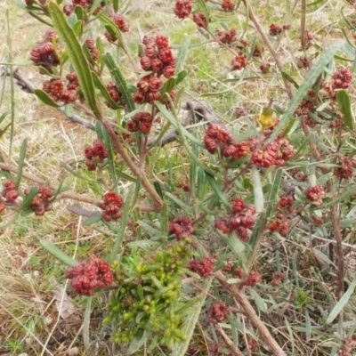 Dodonaea viscosa (Hop Bush) at Molonglo Valley, ACT - 30 Aug 2022 by sangio7