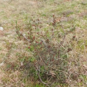 Dodonaea viscosa at Molonglo Valley, ACT - 31 Aug 2022 09:44 AM