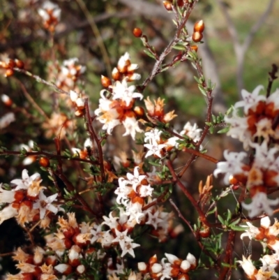 Cryptandra speciosa subsp. speciosa (Silky Cryptandra) at Molonglo Valley, ACT - 31 Aug 2022 by sangio7