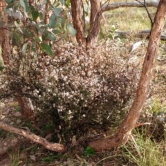 Cryptandra speciosa subsp. speciosa at Molonglo Valley, ACT - 31 Aug 2022
