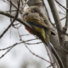 Northiella haematogaster (Greater Bluebonnet) at Lake Ginninderra - 2 Sep 2022 by rawshorty