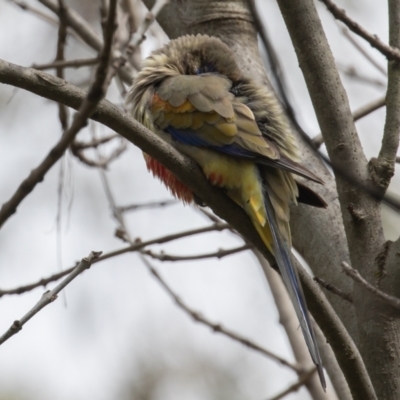 Northiella haematogaster (Greater Bluebonnet) at Belconnen, ACT - 2 Sep 2022 by rawshorty