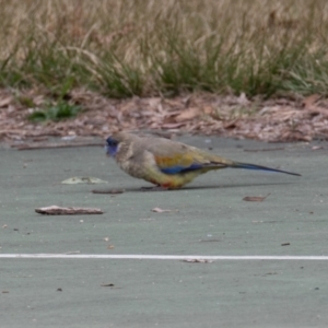 Northiella haematogaster at Belconnen, ACT - 2 Sep 2022 10:57 AM