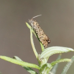 Olethreutinae (subfamily) (Unidentified leaf roller) at Namadgi National Park - 1 Sep 2022 by RAllen