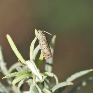 Olethreutinae (subfamily) at Rendezvous Creek, ACT - 1 Sep 2022