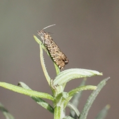 Olethreutinae (subfamily) at Rendezvous Creek, ACT - 1 Sep 2022