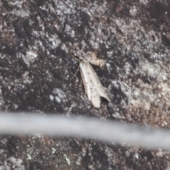 Philobota stella (A concealer moth) at Rendezvous Creek, ACT - 1 Sep 2022 by RAllen