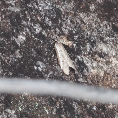 Philobota stella (A concealer moth) at Namadgi National Park - 1 Sep 2022 by RAllen