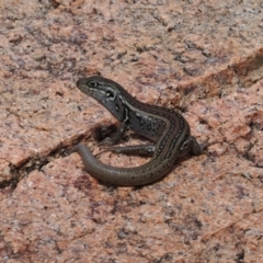 Liopholis whitii (White's Skink) at Rendezvous Creek, ACT - 1 Sep 2022 by RAllen