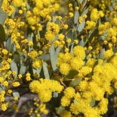 Acacia buxifolia subsp. buxifolia (Box-leaf Wattle) at Cotter Reserve - 2 Sep 2022 by Steve_Bok