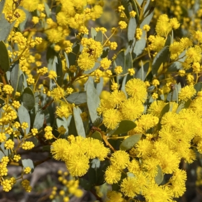 Acacia buxifolia subsp. buxifolia (Box-leaf Wattle) at Cotter Reserve - 2 Sep 2022 by Steve_Bok