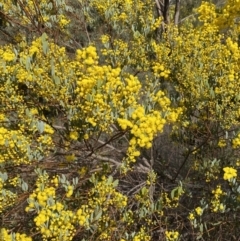 Acacia buxifolia subsp. buxifolia at Paddys River, ACT - 2 Sep 2022