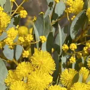 Acacia buxifolia subsp. buxifolia at Paddys River, ACT - 2 Sep 2022 01:22 PM