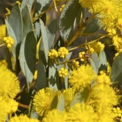 Acacia buxifolia subsp. buxifolia at Paddys River, ACT - 2 Sep 2022 01:22 PM