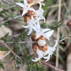 Cryptandra speciosa subsp. speciosa (Silky Cryptandra) at Paddys River, ACT - 2 Sep 2022 by SteveBorkowskis