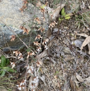 Cryptandra speciosa subsp. speciosa at Paddys River, ACT - 2 Sep 2022