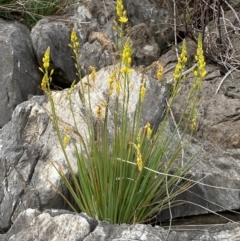 Bulbine glauca (Rock Lily) at Paddys River, ACT - 2 Sep 2022 by SteveBorkowskis